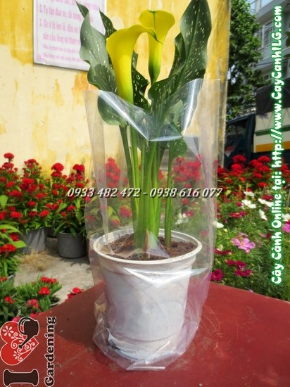 Cây Hoa Loa Kèn (Cao: 30cm – Ms: 05269)