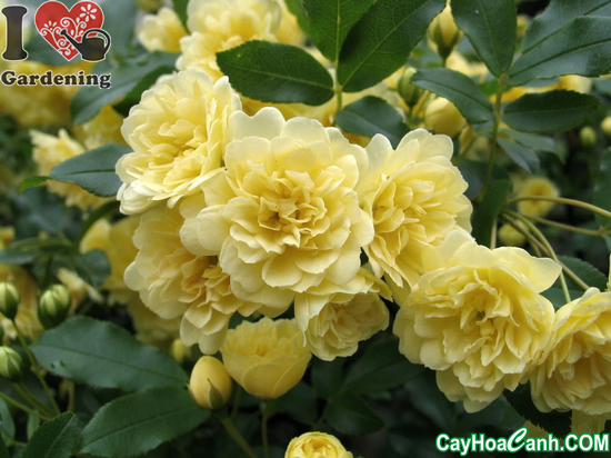 cay hoa hong ti muoi