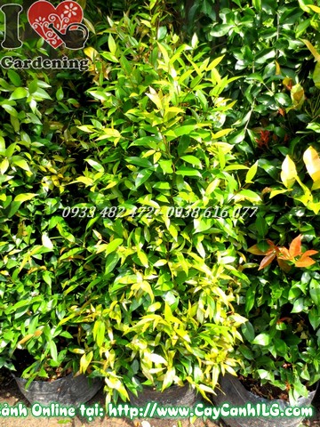 Cây Hồng Lộc (Cao 110cm – Ms: 01859)