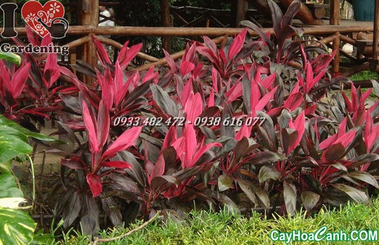 cây huyết dụ cay huyet du