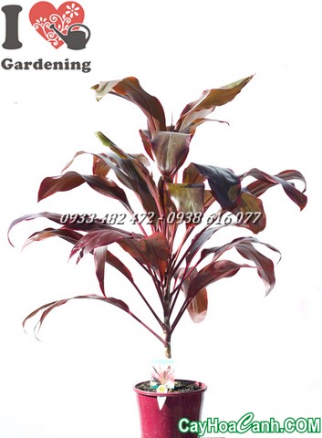 cây huyết dụ cay huyet du