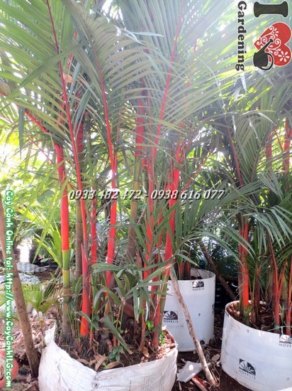 Cây Cau Đỏ (Cao 2,5m – Bụi rộng 0,7m – Ms: 03908)