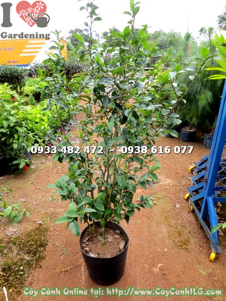 cay-ham-tieu-cao-1m-1