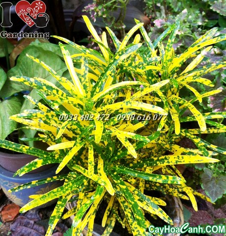 cây lá màu sao nhái