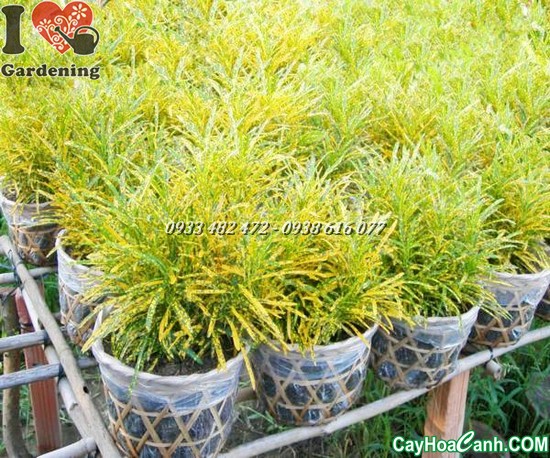 cây lá màu sao nhái