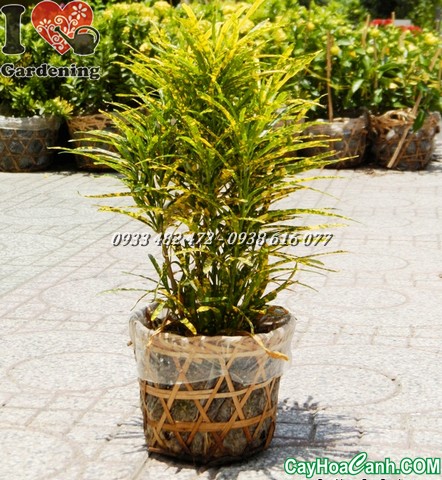 cây lá màu sao nhái