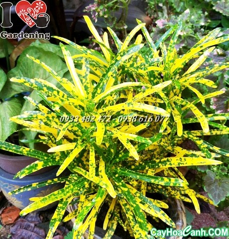 cây lá màu sao nhái