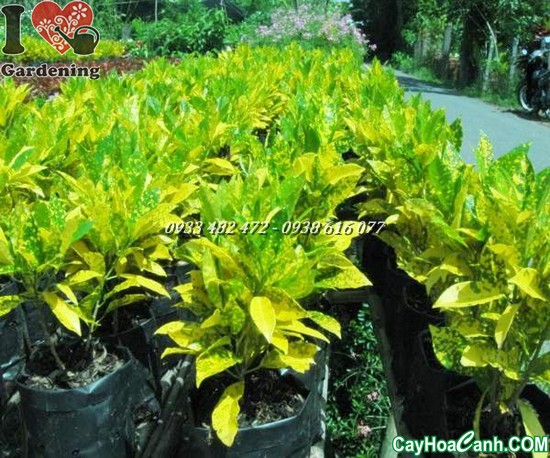 cây lá màu vàng bạc