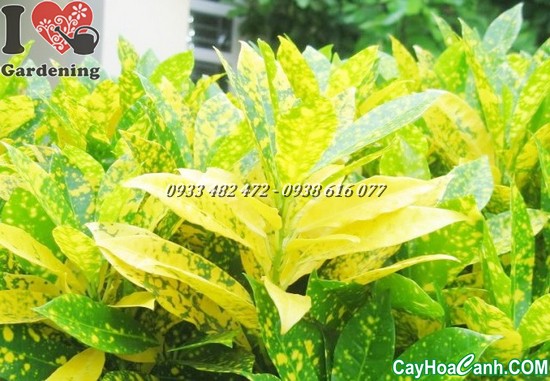 cây lá màu vàng bạc