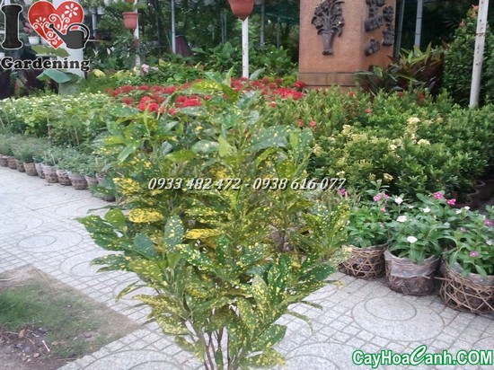 cây lá màu vàng bạc