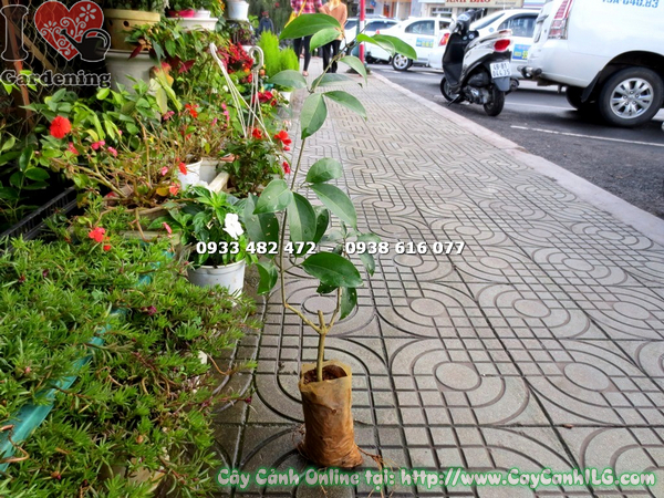 cay-lan-toi-giong-cao-50cm-1