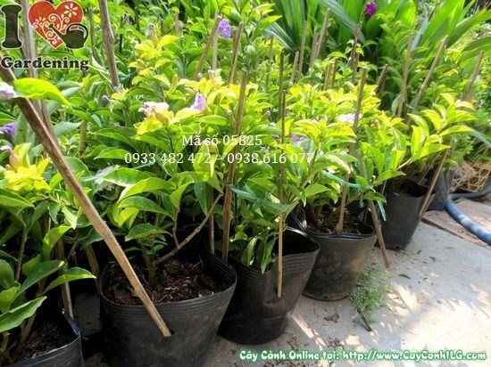 cay lai nhat cao 30 cm