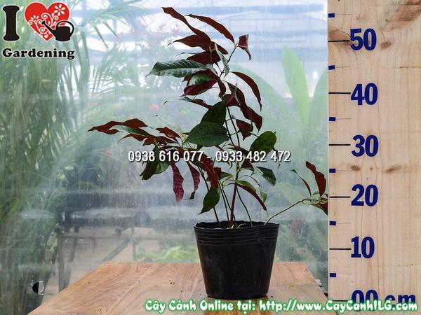 cay_lieu_hai_da_cao_30_cm__3