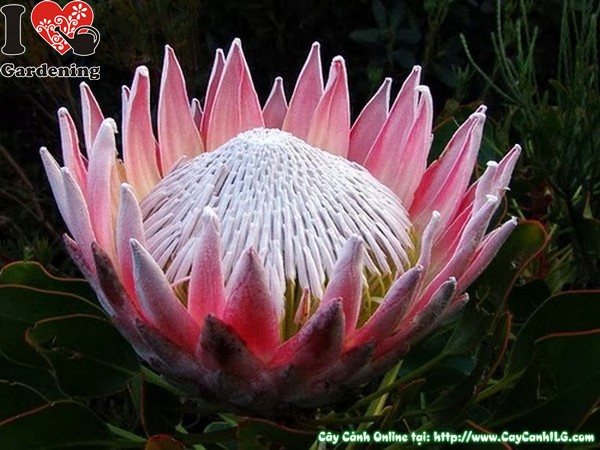 cay hoa protea