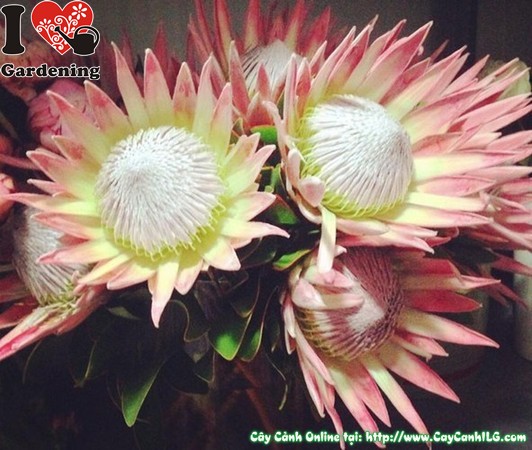cay hoa protea