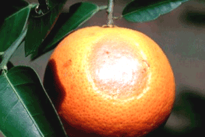 cây cam