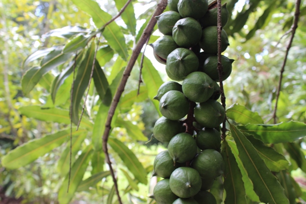 cay mac ca (macadamia)