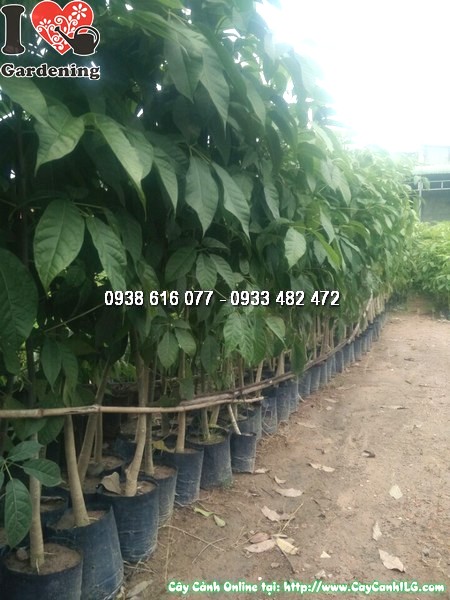 cay-ken-hong-cao-1m5