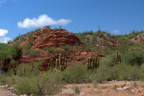 xuong rong saguaro 