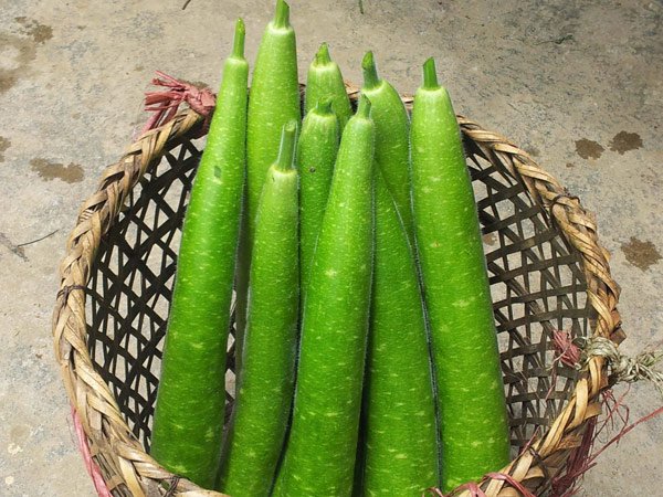 cach trong va cham soc cay bau