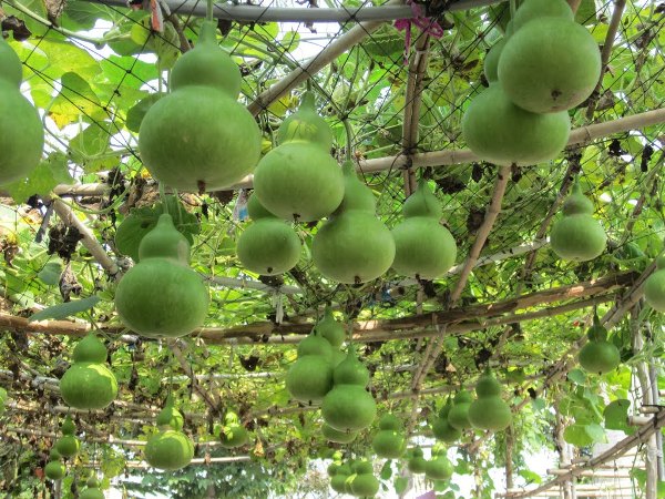 cach trong va cham soc cay bau