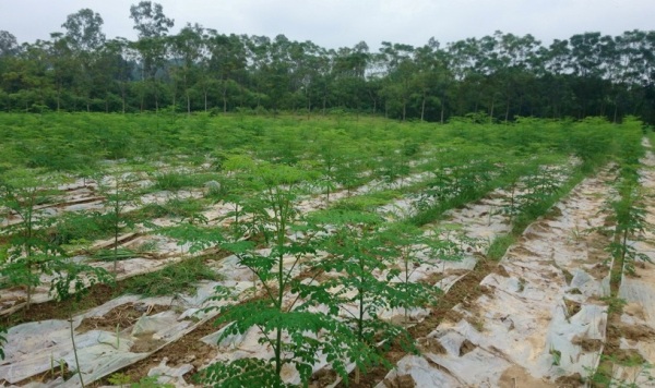 cach trong va cham soc cay chum ngay