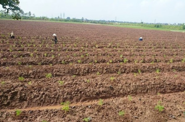 cach trong va cham soc cay chum ngay