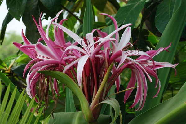 cay dai tuong quan