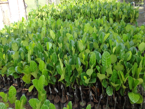 cach trong va cham soc cay mit