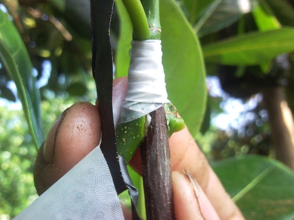 cach trong va cham soc cay mit