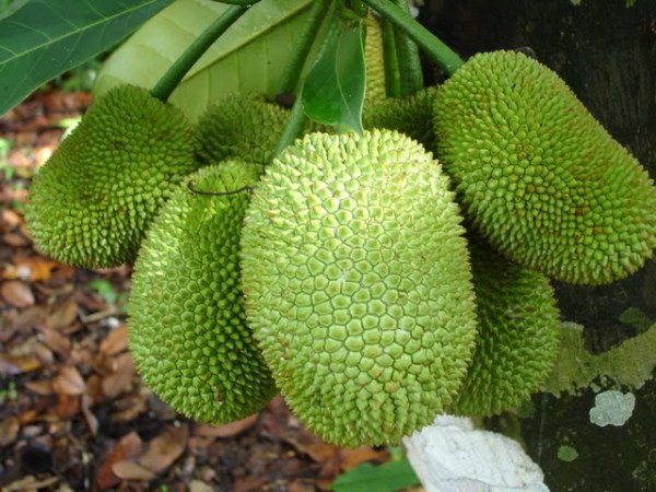 cach trong va cham soc cay mit