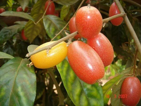 cach trong va cham soc cay nhot