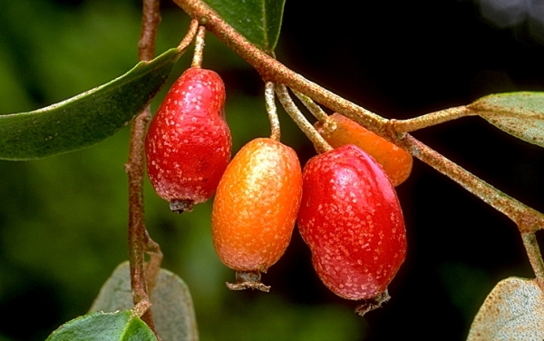 cach trong va cham soc cay nhot