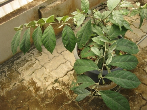 cach trong va cham soc cay nhot