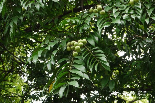 ky thuat trong va cham soc cay sau