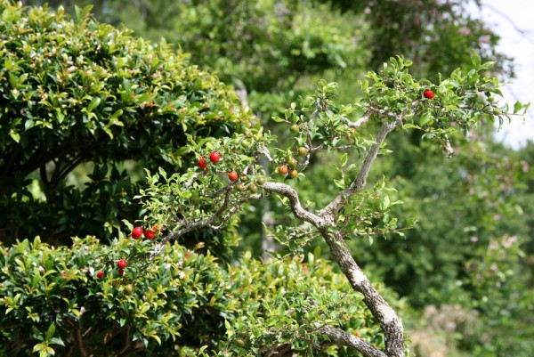 cach trong va cham soc cay so ri