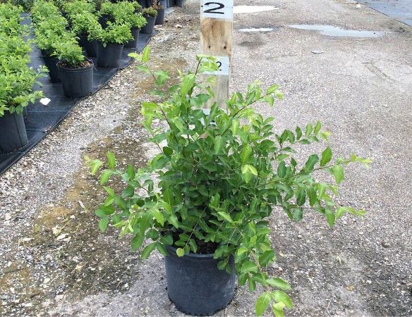 cach trong va cham soc cay so ri