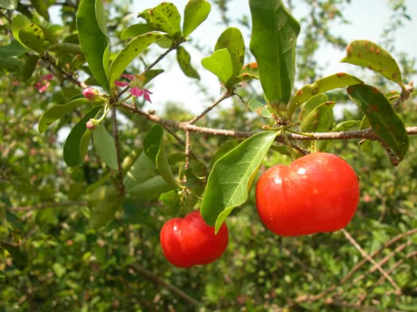 cach trong va cham soc cay so ri