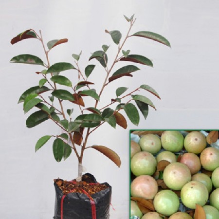 cach trong va cham soc cay vu sua