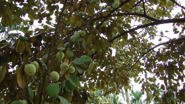 cach trong va cham soc cay vu sua