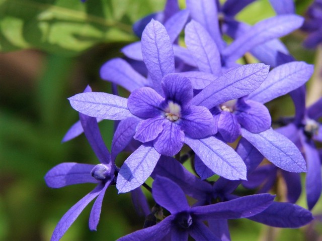 cây hoa mai xanh