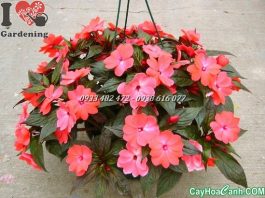 hoa mai địa thảo