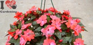 Cây Mai Địa Thảo hoa mai địa thảo