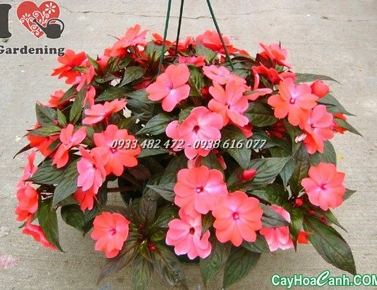 hoa mai địa thảo