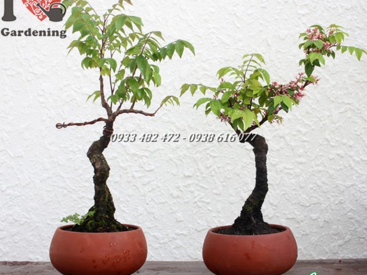 Cây Khế Bonsai