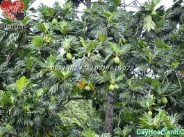 Kỹ Thuật Trồng Và Chăm Sóc Cây Sa Kê cay sa ke