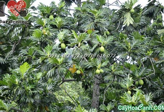 Kỹ Thuật Trồng Và Chăm Sóc Cây Sa Kê cay sa ke