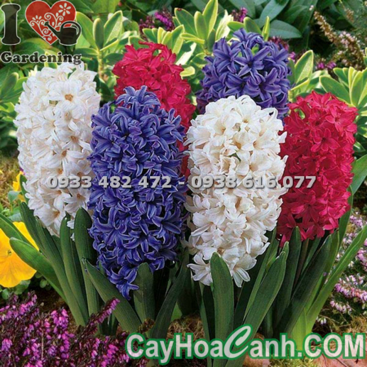 Cây Hoa Dạ Lan Hương Cây Hoa Dạ Lan Hương