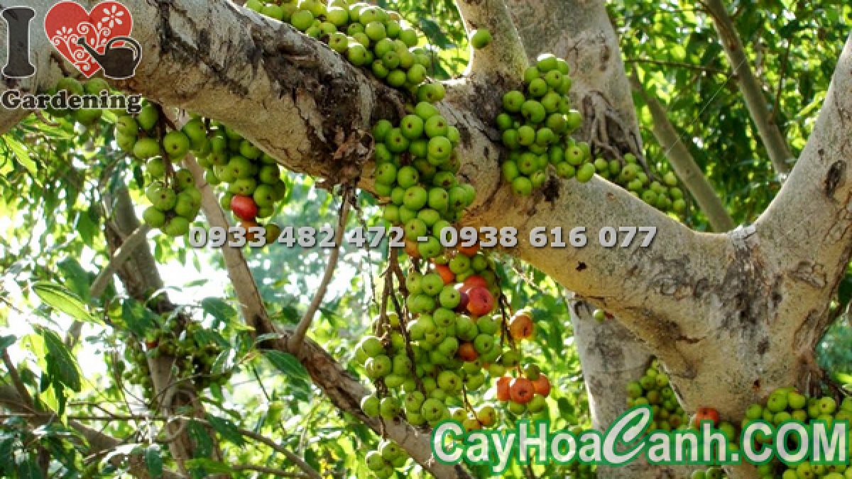 Cây Sung Cây Sung