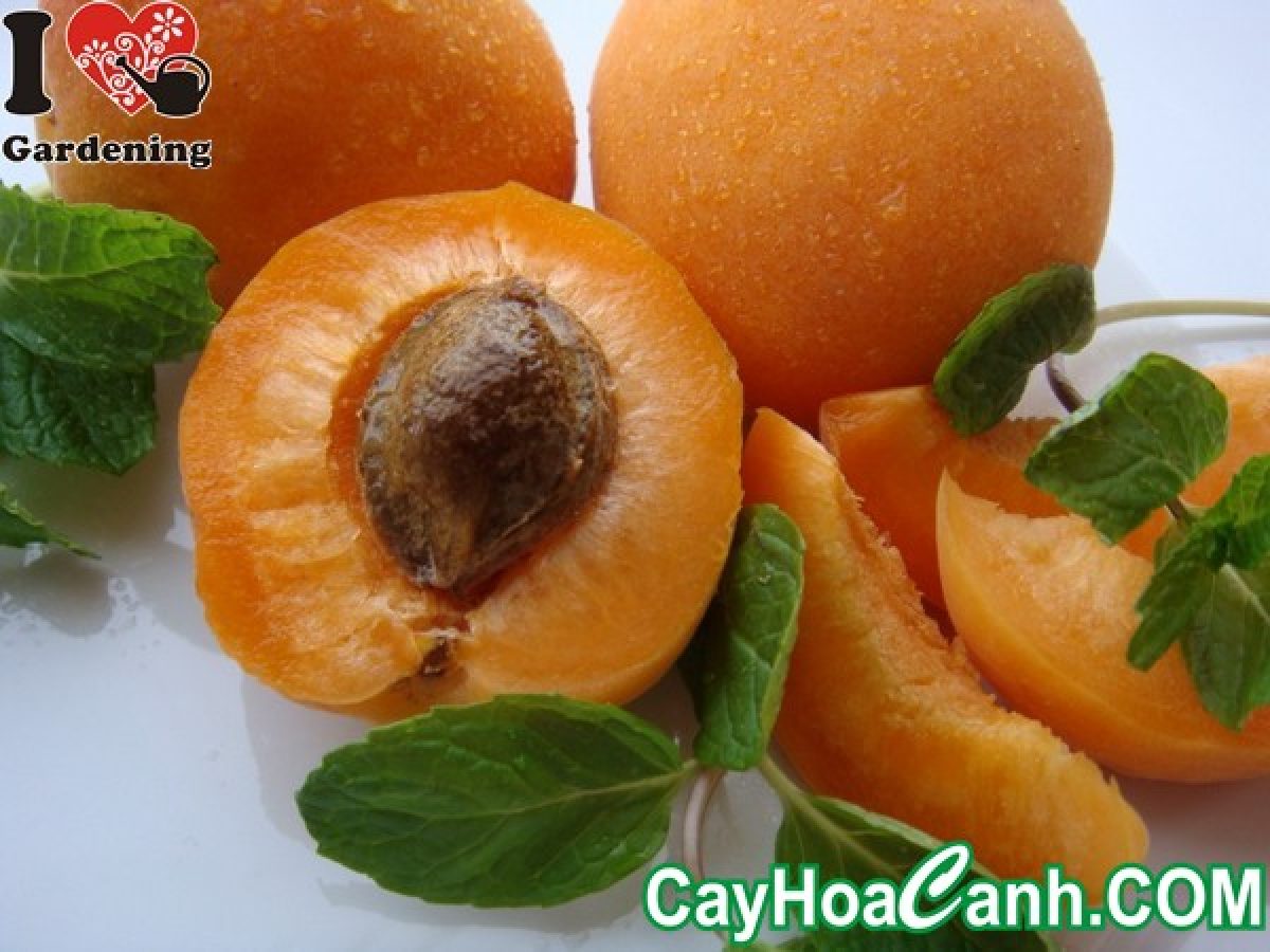 Cây Mơ Tây Cây Mơ Tây